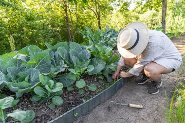 Sebze bahçesindeki lahana bitkilerinin arasında yetişen otları temizleyen kadın çiftçi.