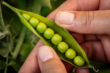 Tarlada taze toplanmış yeşil bezelye kabuğu tutan çiftçi.