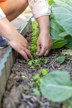 Karalahana yeşili sebze bahçesini otlatan dişi çiftçi. 