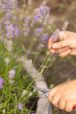 Bahçıvan, çiçek açan tarlada makasıyla lavanta çiçeği topluyor.