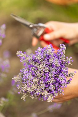 Taze kesilmiş lavanta çiçekleri, yakın plan.
