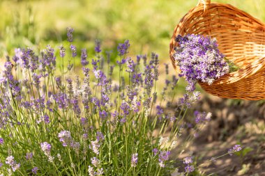 Hasır sepetin içinde taze toplanmış lavanta çiçekleri var.