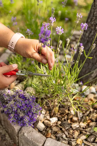 Bahçede lavanta çiçeği toplayan bahçıvanın yakınına.