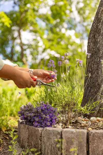 Bahçıvan güneşli bahçede lavanta çiçeği topluyor.