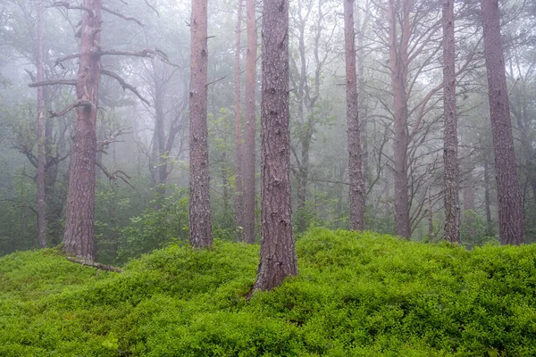 Mystic Foresta Pini Nebbiosi Visto Norvegia — Foto Stock