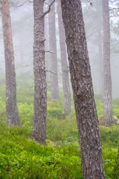 Mglisty Las Sosnami Widzianymi Norwegii — Zdjęcie stockowe