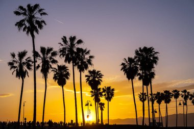 Gün batımında palmiye ağaçları Venice Beach, Los Angeles, ABD 'de görüldü.