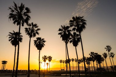 Gün batımında arka plandaki palmiye ağaçları Venice Beach, Los Angeles, ABD 'de görüldü.