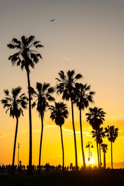 Die Silhouetten Von Palmen Bei Sonnenuntergang Venice Beach Los Angeles — Stockfoto