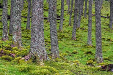 Etrafında yeşil bitki örtüsü olan köknar ağaçları.