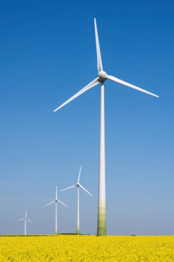 Almanya 'da çiçek açan kanola tarlasında rüzgar türbinleri görülüyor