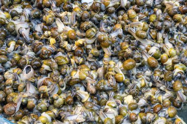 Napoli, İtalya 'da bir pazarda satılık taze deniz salyangozları.