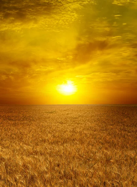 Jasne Słońce Nad Dojrzałym Polem Pszenicy — Zdjęcie stockowe