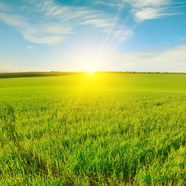 Dawn Green Wheat Field Blue Sky — Stock Photo, Image
