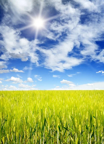 Green Wheat Field Bright Blue Sky Sun — Stockfoto