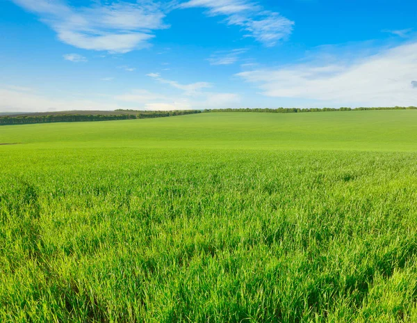 Buğday Tarlası Parlak Mavi Gökyüzü — Stok fotoğraf