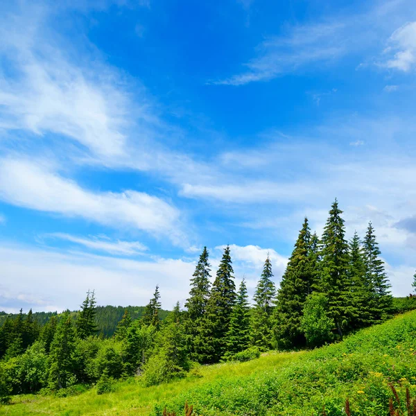 Schöne Kiefern Auf Hohen Bergen Hintergrund Karpaten — Stockfoto