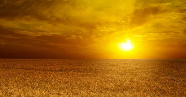 Bright Sun Ripe Wheat Field — Stock Photo, Image