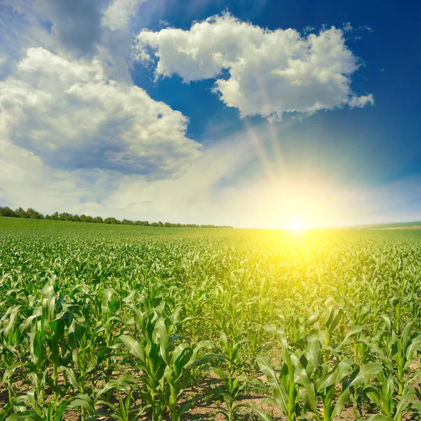 Sunrise Bright Blue Sky Green Corn Field — Stock Photo, Image