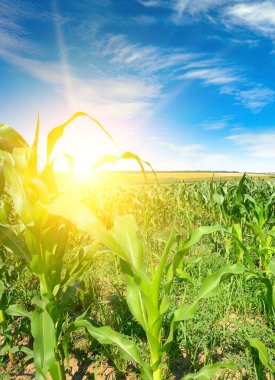Sunrise in a cornfield and bright blue sky.