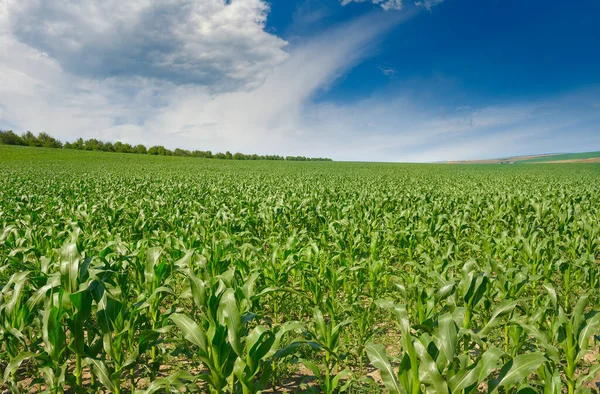 Világos Zöld Kukoricamező Kék Fehér Felhőkkel — Stock Fotó