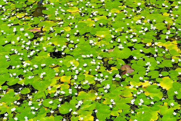 Gölde Nilüfer Çiçeği Arkaplan — Stok fotoğraf