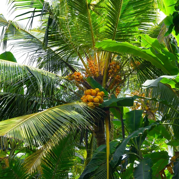 Beautiful Palm Leaves Fruits Bottom View — Foto de Stock