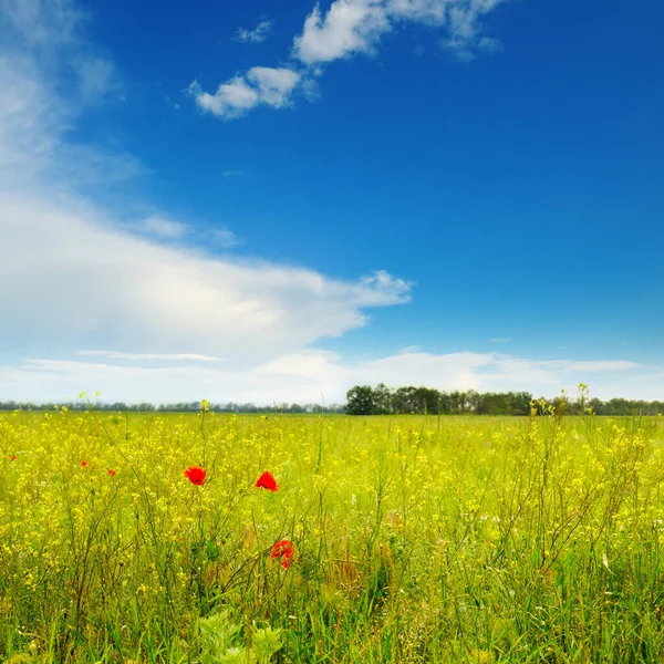 Poppies Green Field — Stock Photo, Image