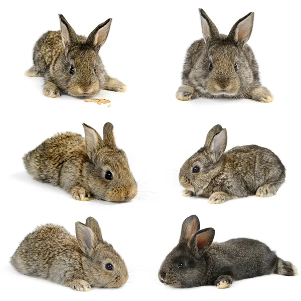 Collection Little Rabbits Different Angles Isolated White Background — Stock Photo, Image