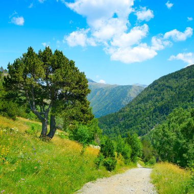 Dağlarda kayalık yol Orman ve mavi gökyüzü ile kaplı.