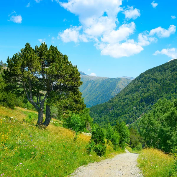 Rocky Path Mountains Covered Forest Blue Sky — Stock Photo, Image