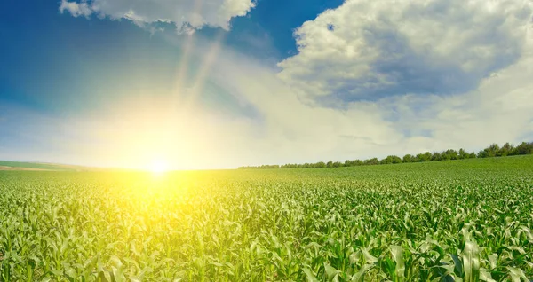 Схід Сонця Проти Блакитного Неба Зеленого Кукурудзяного Поля — стокове фото