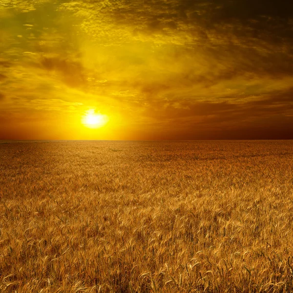 Strahlende Sonne Über Einem Reifen Weizenfeld — Stockfoto