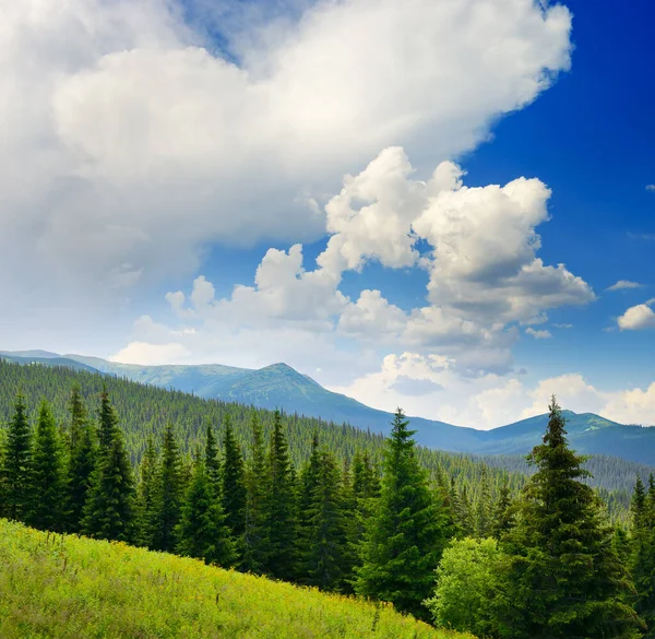 背景の高い山の美しい松の木 カルパティア — ストック写真