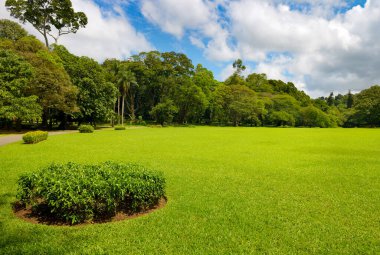 Parktaki güzel çayır