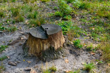 Stumps from cut down trees in the forest.