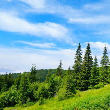 Arka planda yüksek dağlarda güzel çam ağaçları. Karpatlar