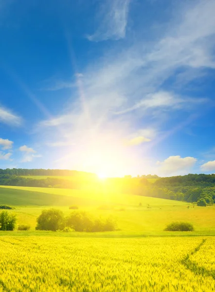 Beautiful Sunrise Field Wheat — Stock Photo, Image