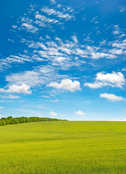 Green Spring Meadow Blue Sky — Stock Photo, Image