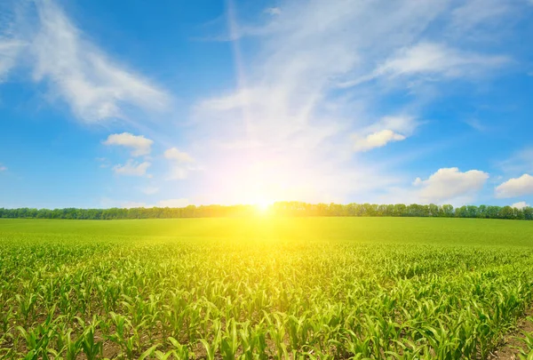Wschód Słońca Nad Letnim Polem Kukurydzy Kontekst Rolnictwa — Zdjęcie stockowe