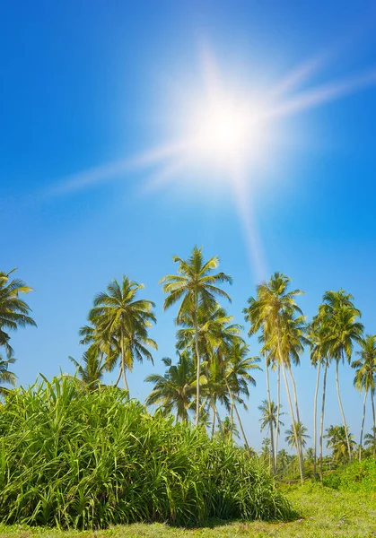 Bright Sun Tall Coconut Palms Picturesque Coast Ocean — Stock Photo, Image