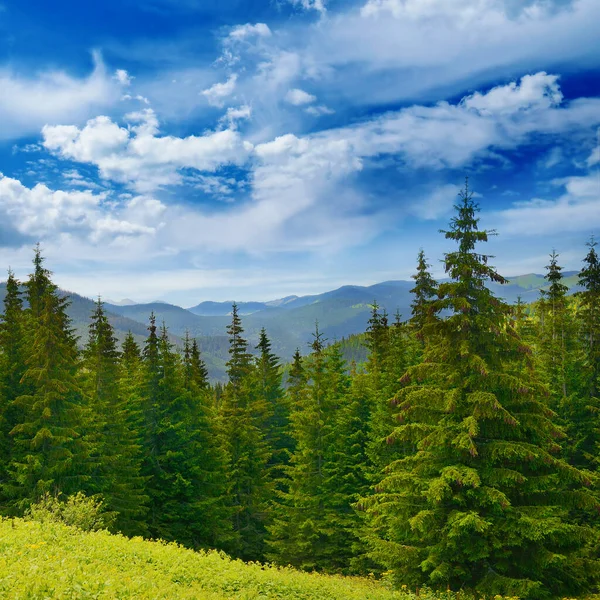 高山背景上美丽的松树 喀尔巴阡山脉 — 图库照片