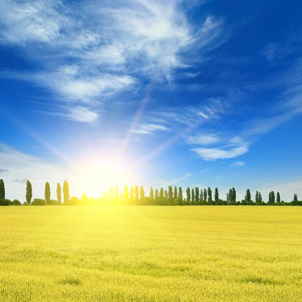 Прекрасний Схід Сонця Над Полем Пшениці — стокове фото