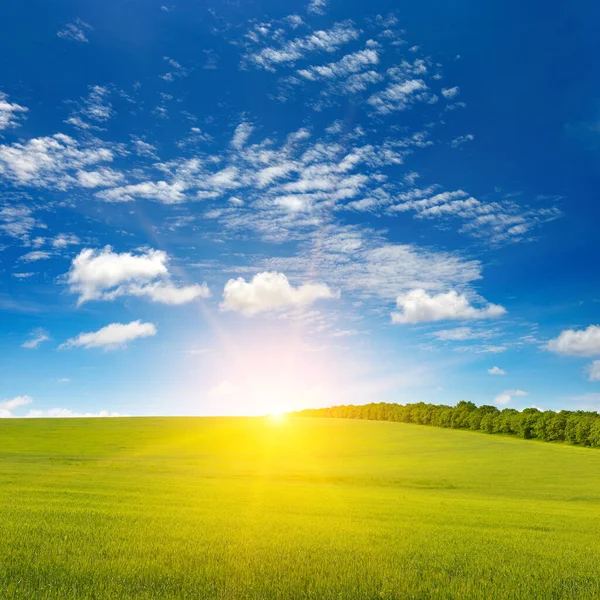 Morgendämmerung Über Grünem Weizenfeld Und Strahlend Blauem Himmel — Stockfoto