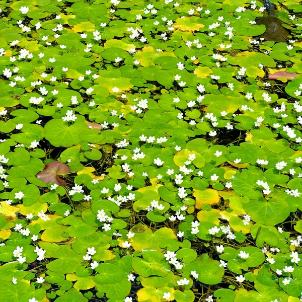 Water Lily Lake Background — Stock Photo, Image