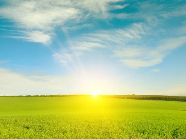 Morgendämmerung Über Grünem Weizenfeld Und Blauem Himmel — Stockfoto
