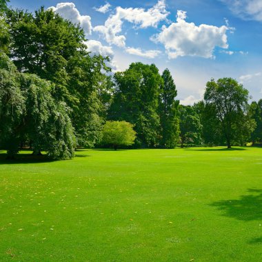 Beautiful meadow with green grass in large public park.