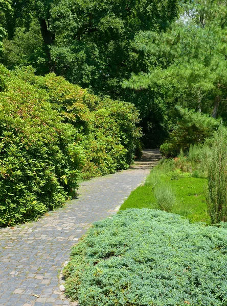 Calea Piatră Frumosul Parc Vară — Fotografie, imagine de stoc