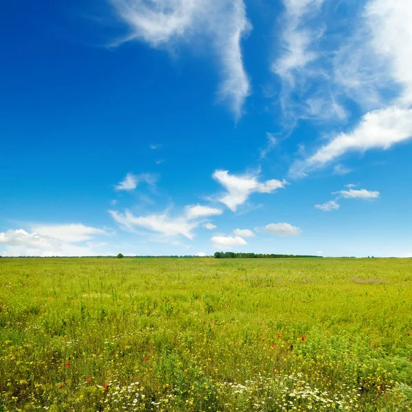 Beautiful Flowers Green Grass Blue Sky — Stock Photo, Image