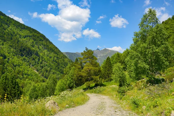 Rocky Path Mountains Covered Forest Bright Blue Sky — Foto de Stock